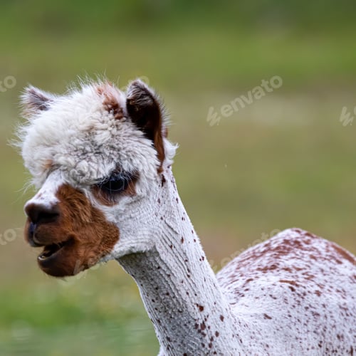 Preview: Brown and white alpaca looking to the right, standing in a grassy field