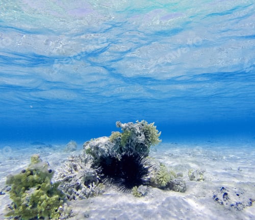 Preview: Coral Reef