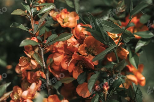 Preview: japanese quince (chaenomeles) flowers. bright red pink flowers in full bloom on quince tree with gre