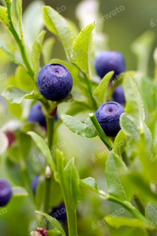 Preview: Blueberry shrubs