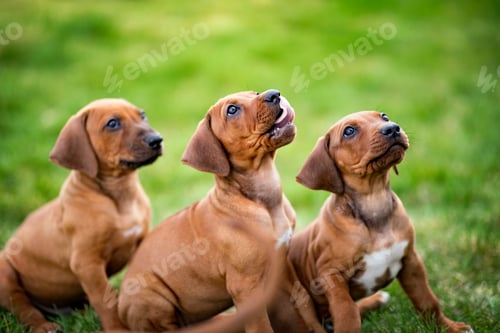 Preview: Puppies