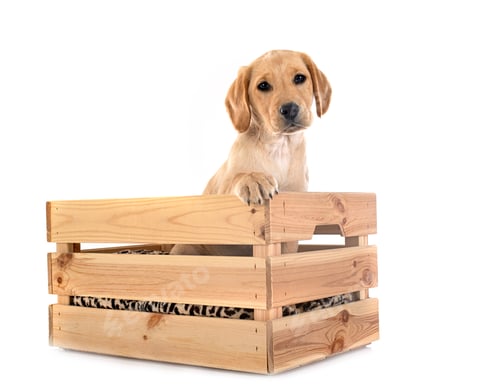 Preview: puppy labrador retriever