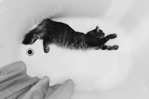Preview: Cat swimming in an empty bathtub