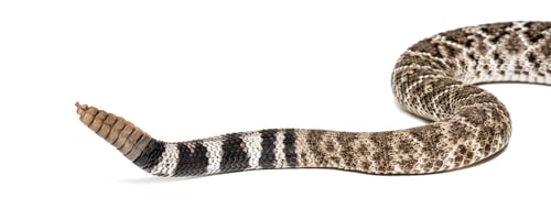 Preview: western diamondback rattlesnake or Texas diamond-back, venomous snake against white background
