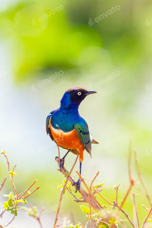 Vorschau: Bunter großartiger Starvogel in Tansania Afrika