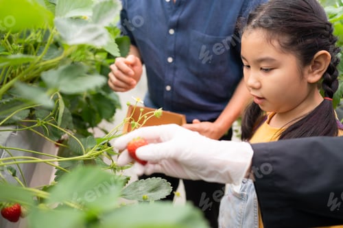 Preview: A father and daughter visit an organic strawberry garden on a closed farm.