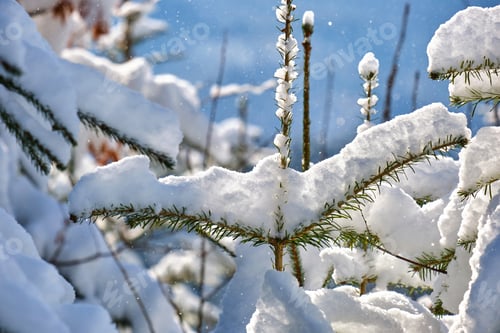 Preview: Closeup of pine tree branches covered with fresh fallen snow in winter mountain forest on cold
