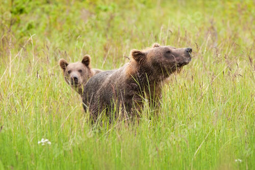 Preview: Brown bears, Katmai National Park, Alaska, USA