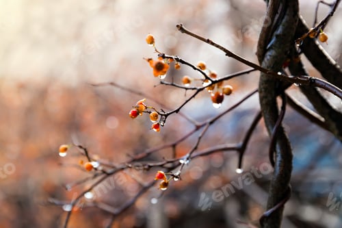 Preview: Rainy autumn day