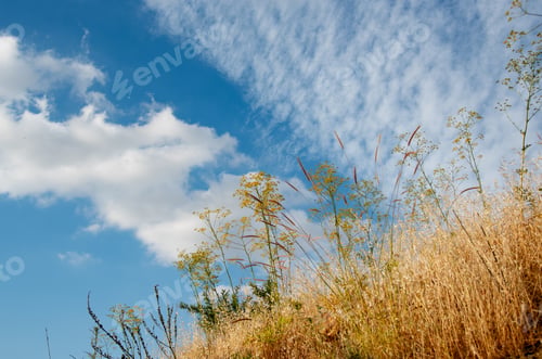Preview: Dry plants against cloudy sky at summer. Nature background