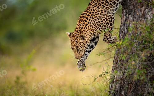 Preview: A male leopard, Panthera pardus, leaps down from a tree