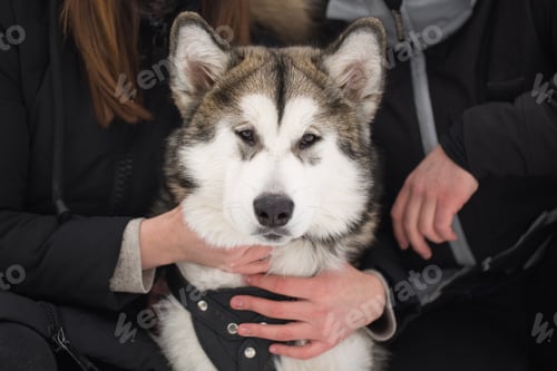 Preview: Beautiful family, a man and a girl in winter forest with dog. Play with the dog Siberian husky