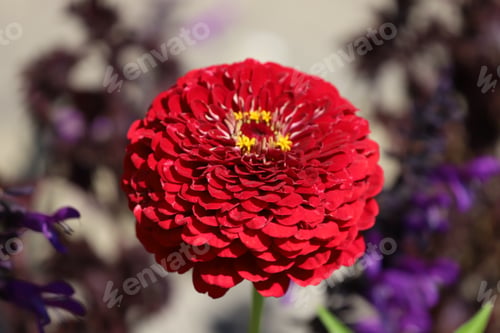 Preview: Red flower