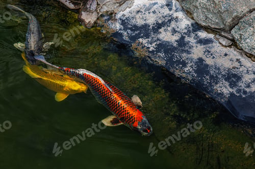Preview: Decorative carps swim one by one near the rocky shore. Koi carp are ornamental domesticated fish