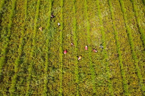 Preview: Aerial view of farmer working in the green agriculture field.