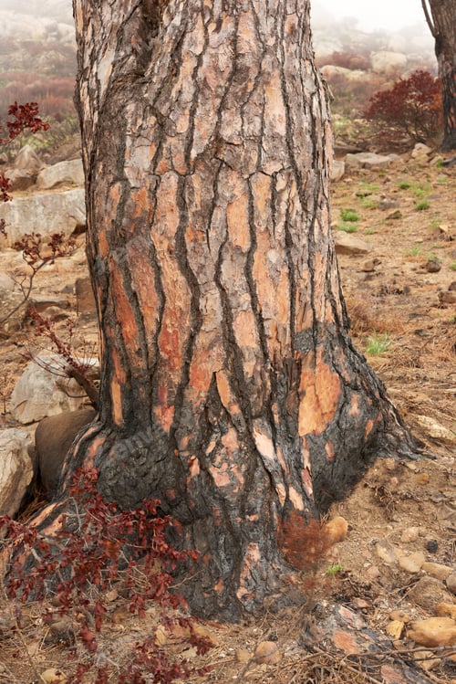 Preview: After the bush fire