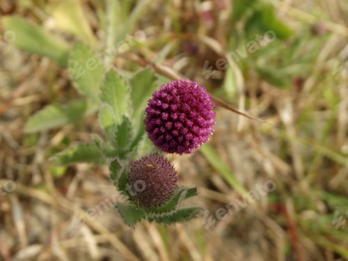 Preview: Milk thistle....