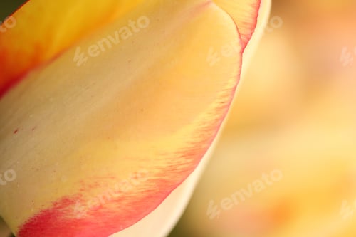 Preview: Tulip