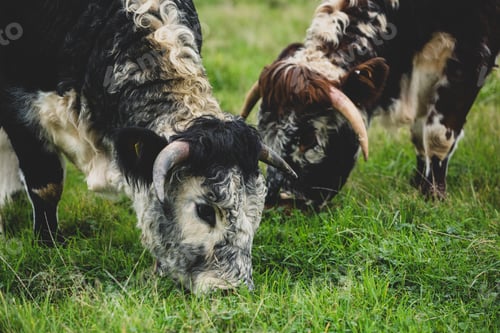Preview: Close up of two English Longhorn cows grazing on a pasture.