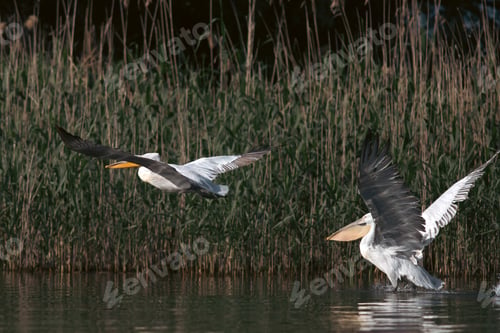 Preview: Great White Pelican (Pelecanidae) in the Danube Delta, Romania