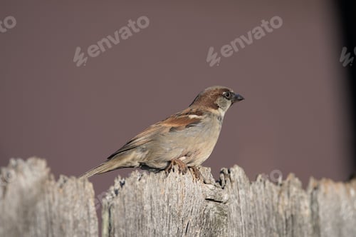 Preview: Small House sparrow perched atop a weathered wooden fence post with a blurred background