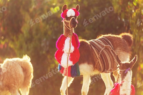 Preview: Llama