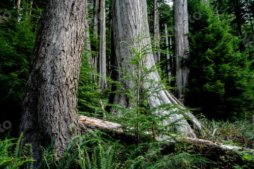 Preview: Forest with western red cedars in Vancouver Island, Canada