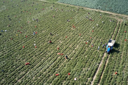 Preview: Aerial view of agricultural field with farm workers.