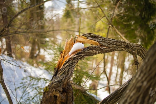 Preview: Broken tree in winter park, frost on branches
