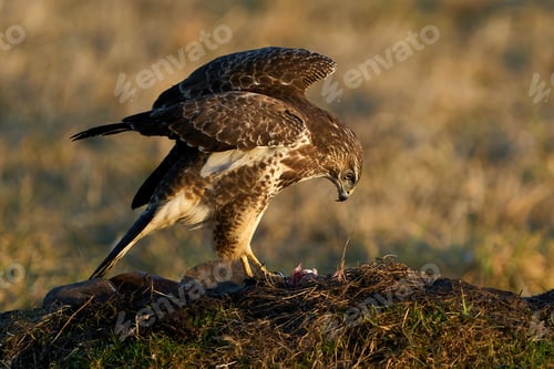 Preview: Common buzzard (Buteo buteo)