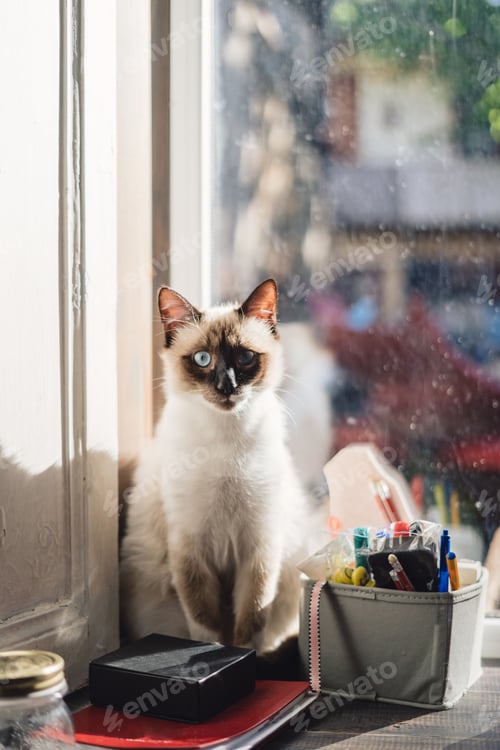 Preview: Cute Siamese cat sitting near the window