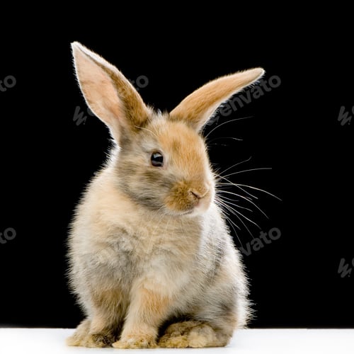 Preview: Rabbit