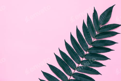 Preview: Pink paper background with tree branch, dark green leaves of palm, summer mockup