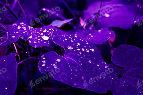 Preview: Water drops on purple leaves after rain. Abstract background