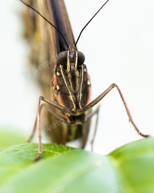 Preview: Blue Morpho Butterfly