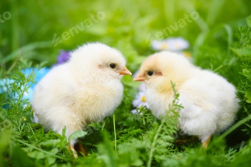 Preview: Little chickens with colorful painted Easter eggs on green grass