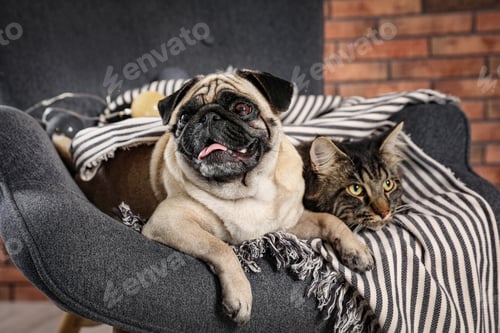 Preview: Cute cat and pug dog with blanket in armchair at home. Cozy winter