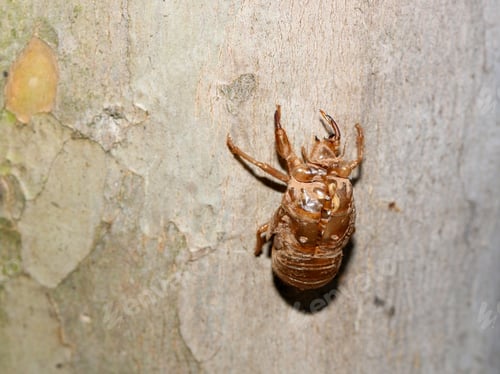 Preview: Cicada Shell On Tree Trunk - Photograph Of An Empty Cicada Shell On The Trunk Of A Crepe Myrtle