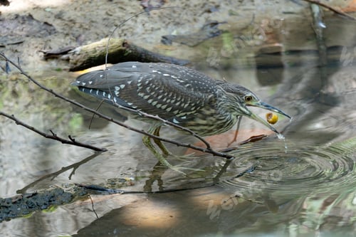 Preview: Juvenile Black-crowned Night Heron (Nycticorax nycticorax).