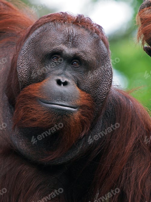 Preview: Contemplative Orangutan Portrait with Soft Green Background
