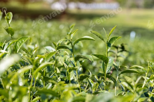 Preview: Picking tea leaves by hand in organic green tea farm.