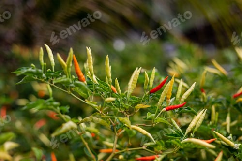 Preview: Chilli pepper green and red growing outside