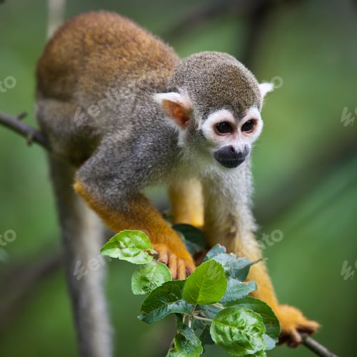 Preview: Close-up of a Common Squirrel Monkey (Saimiri sciureus; shallow