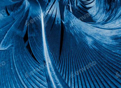 Preview: blue and black rooster feathers. background or texture