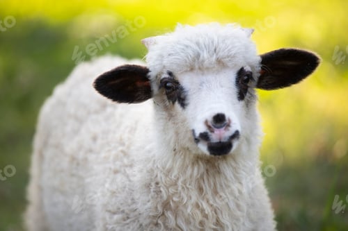 Preview: Portrait of cute little lamb