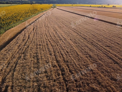 Preview: Drone aerial shot of agricultural field with Sunflowers and ripe Wheat