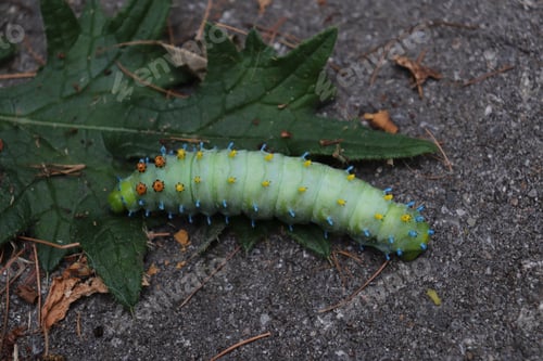 Preview: Large Green Caterpillar