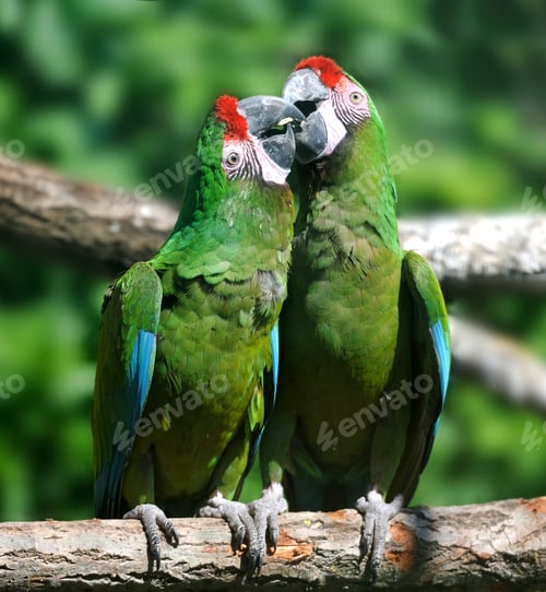 Preview: Parrot bird sitting on the branch