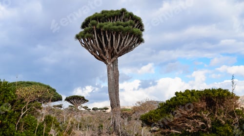 Preview: Dragon tree stands majestically against a dramatic sky in Socotra