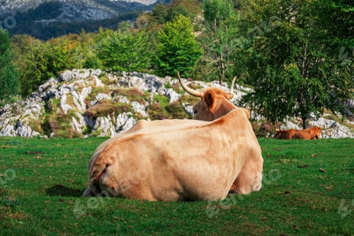 Preview: Large bovine resting in a grassy meadow near a cluster of large rocks in Asturias, Spain